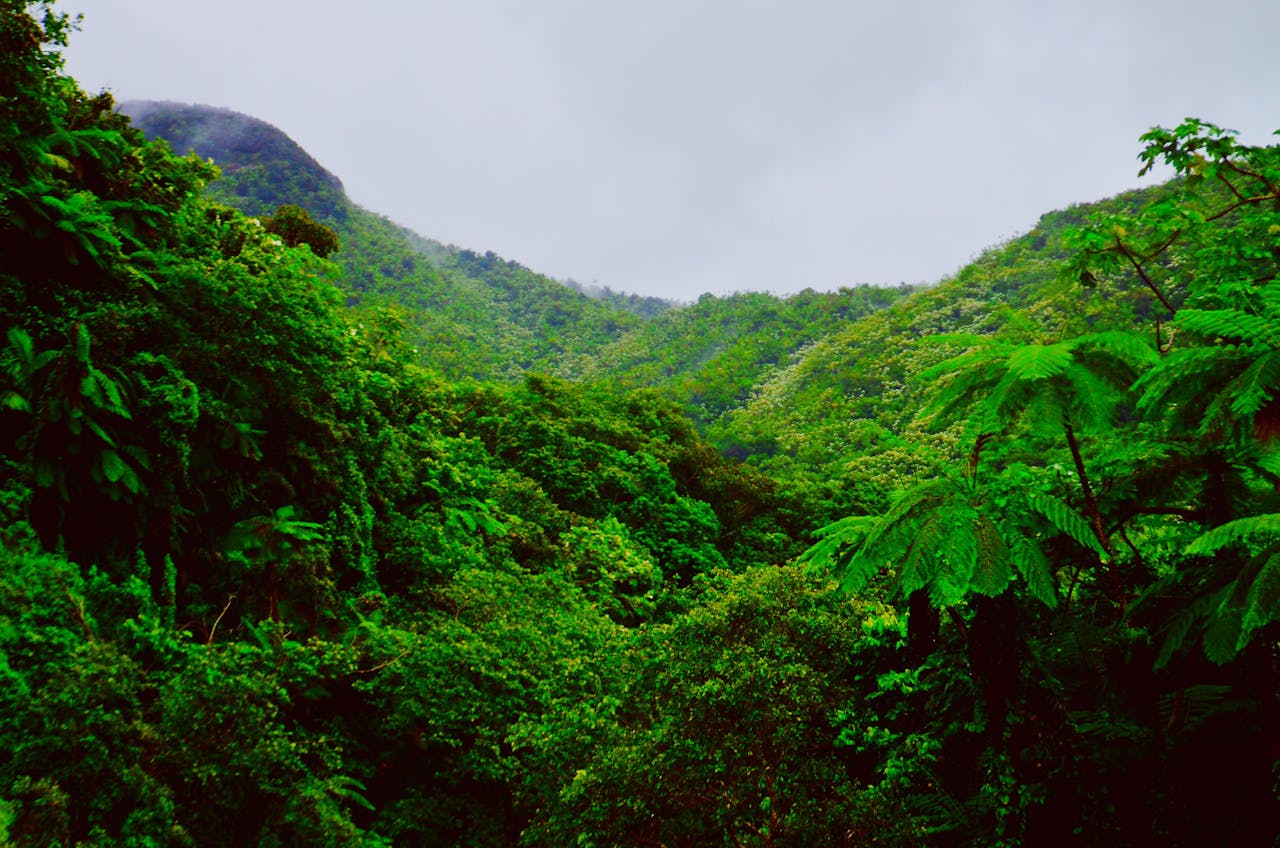 Lush green mountains and dense forest of El Yunque in Puerto Rico on a foggy day.